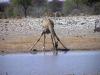 02 - Namibia Animali.jpg